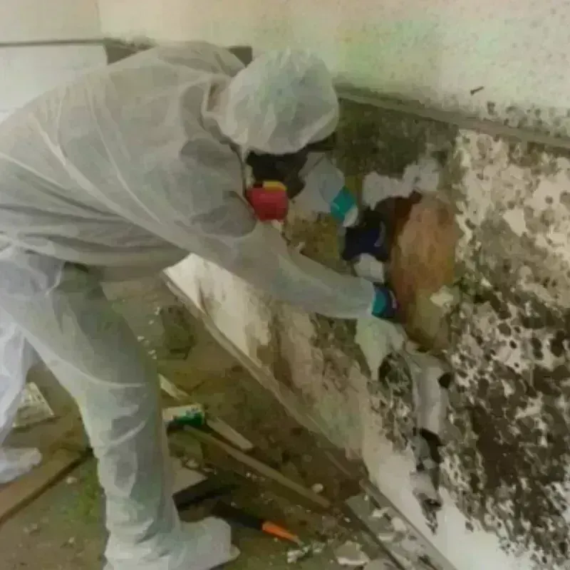 Mold Remediation and Removal in East Ridge, TN